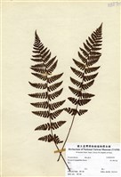 藏品(深山鱗毛蕨)的圖片
